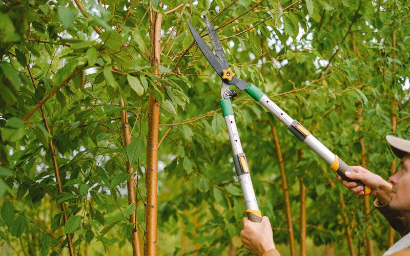 Tree trimming in Crab Orchard, TN
