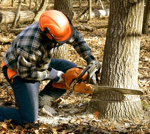Tree Removal in Crab Orchard, TN